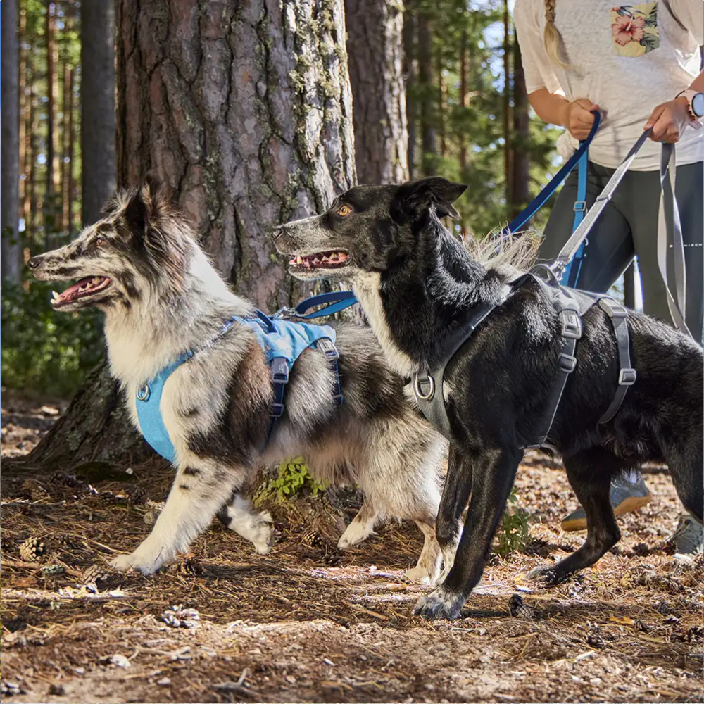Multilong Leash II - Strawberry - Hurtta Dois cães com peitorais a serem levados por pessoas num caminho florestal