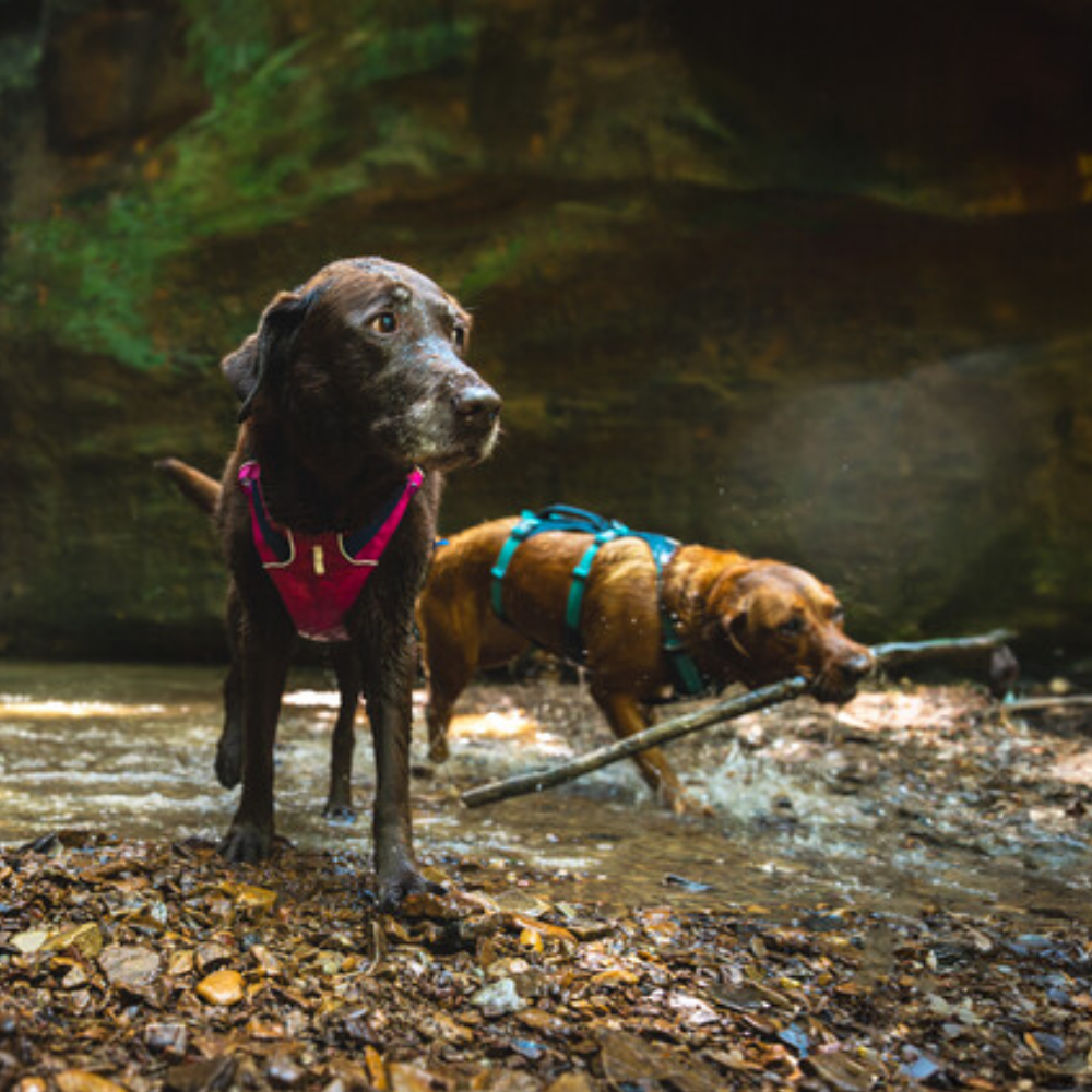 Flagline™ Dog Harness with Handle - Alpenglow Pink - Ruffwear Dois cães Labrador com peitorais em riacho com cascalho e água