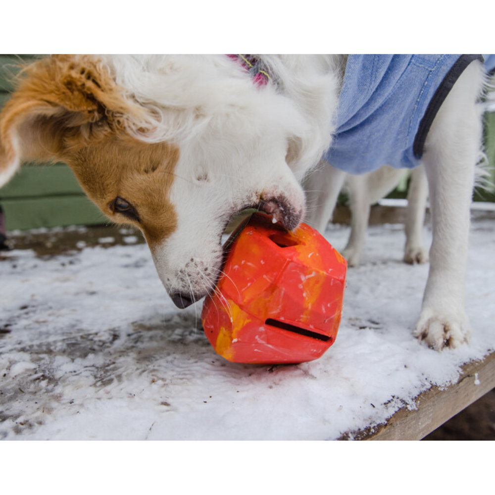 Gnawt-a-Rock™ - Glacial Blue Cão a morder brinquedo vermelho e amarelo na neve