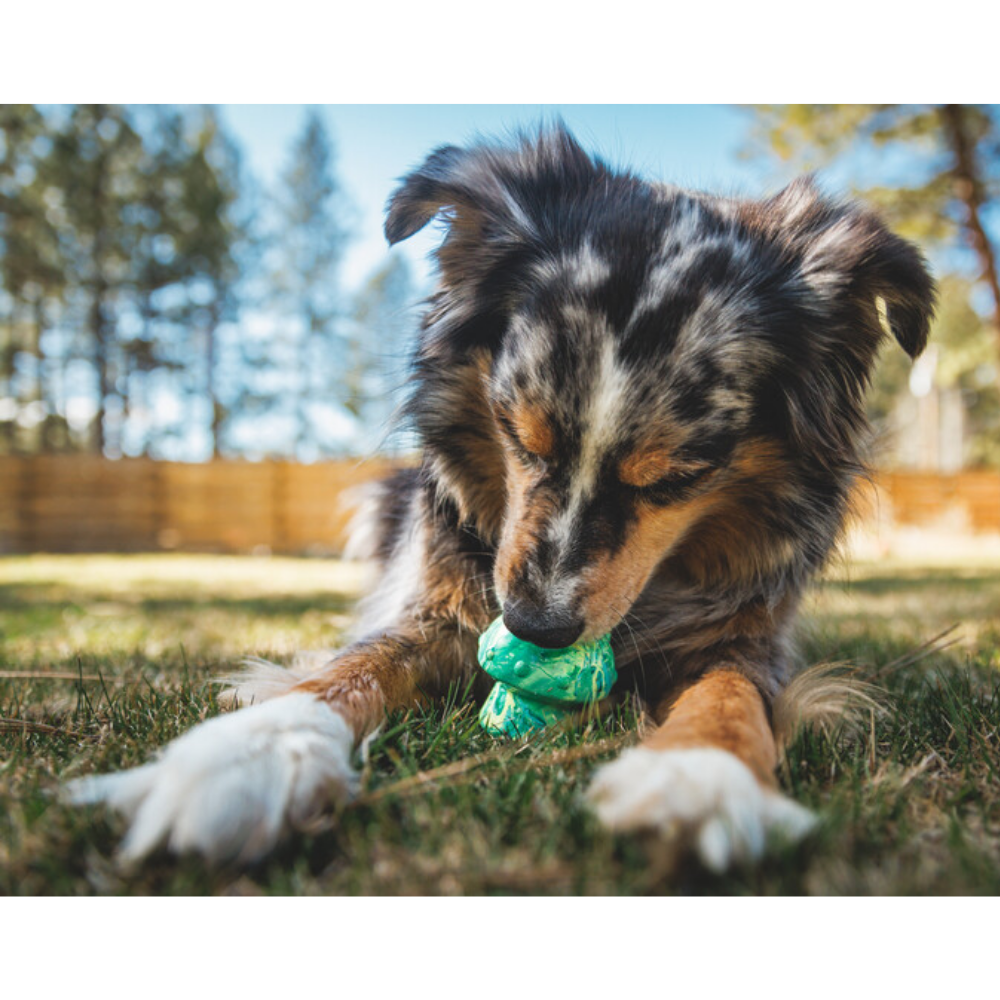 Toadstool™ Dog Toy - Blue Prism - Ruffwear Cão com brinquedo verde na relva num jardim exterior.
