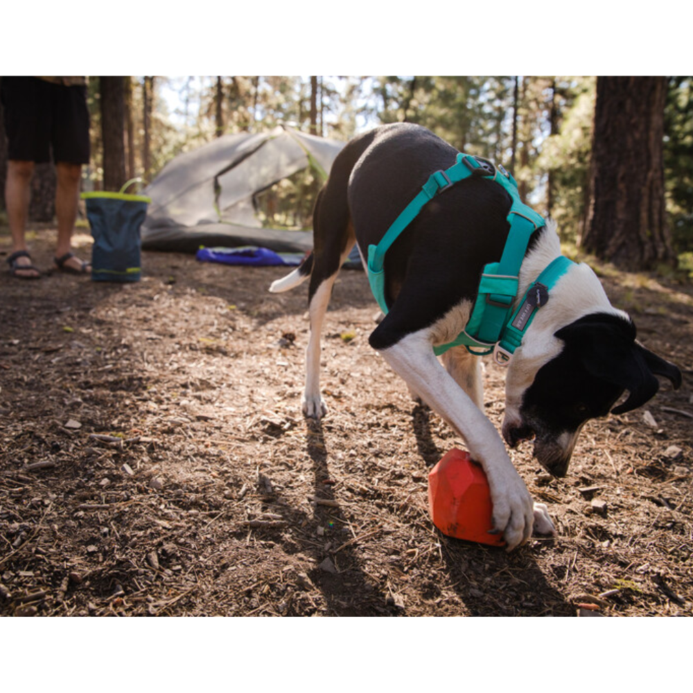 Gnawt-a-Rock™ - Glacial Blue Cão preto e branco com arnês verde água a brincar com brinquedo vermelho na floresta perto de tenda