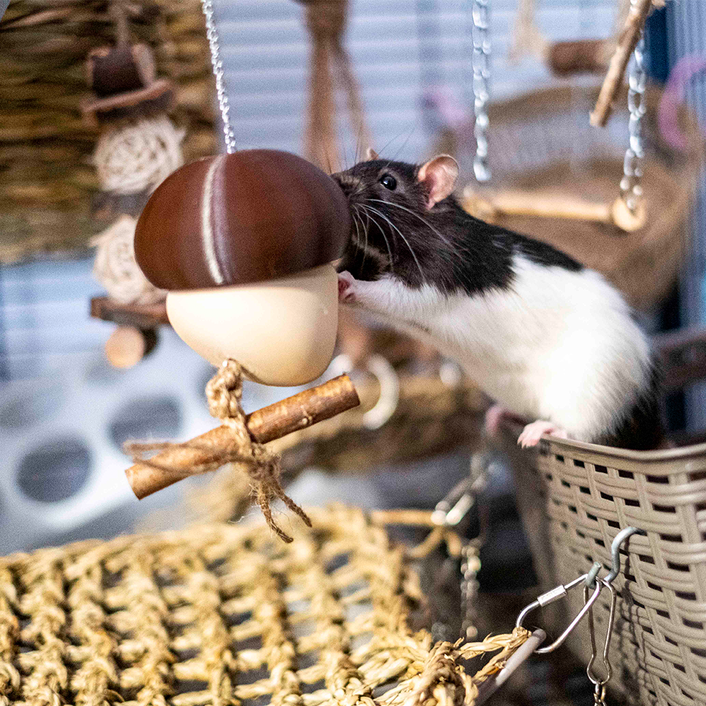 Foraging Mushroom - Castanho Rato preto e branco junto a brinquedo de madeira em forma de cogumelo pendurado