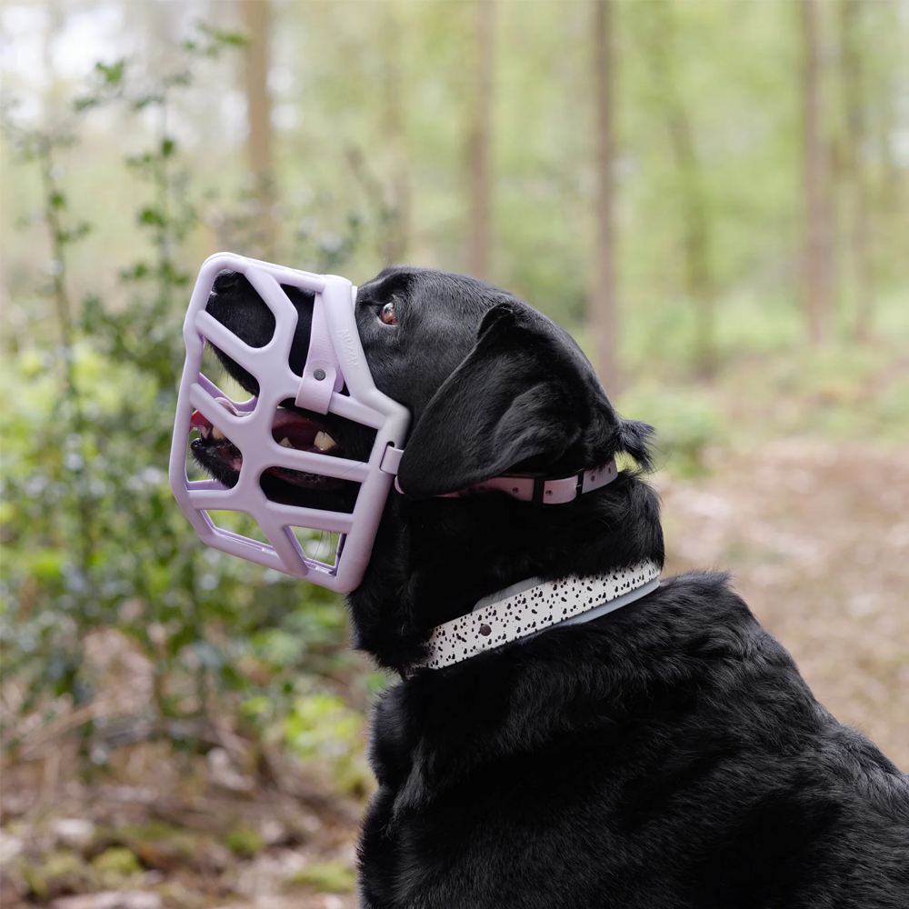 Cão preto com focinheira rosa clara e coleira branca com padrão preto numa floresta