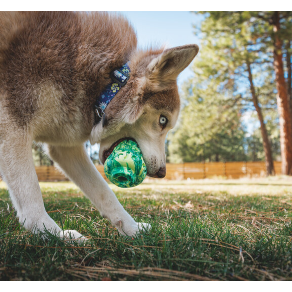 Morel™ Dog Toy - Blue Prism Cão a brincar com bola verde no relvado ao ar livre