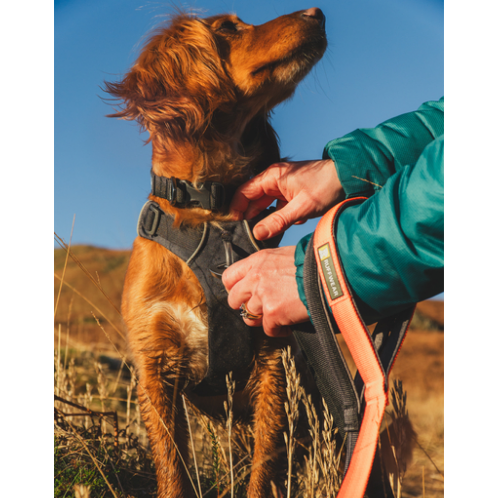 Front Range® Dog Harness - Basalt Gray - Ruffwear Cão com peitoral preto e trela laranja em área de campo