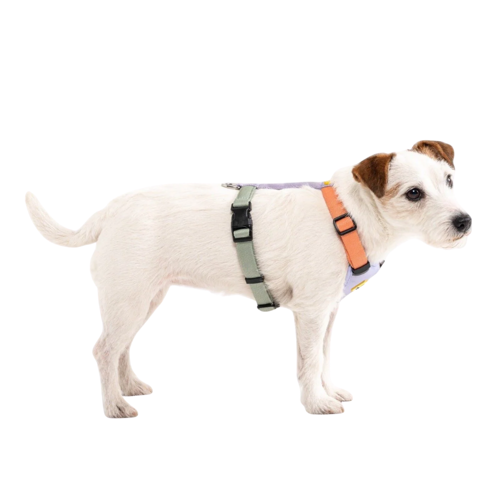 Arnês para cão Color block rosa-salmão misto - Wolly Wolf Cão com peitoral laranja e verde em fundo transparente
