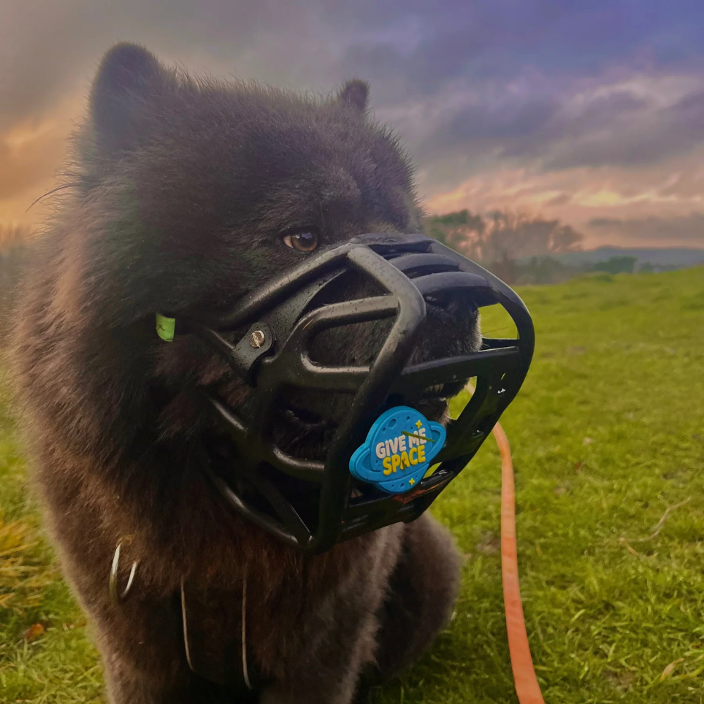 Give Me Space - Snooties™ – Muzzle Charm Cão com coleira e focinheira preta no campo ao pôr do sol