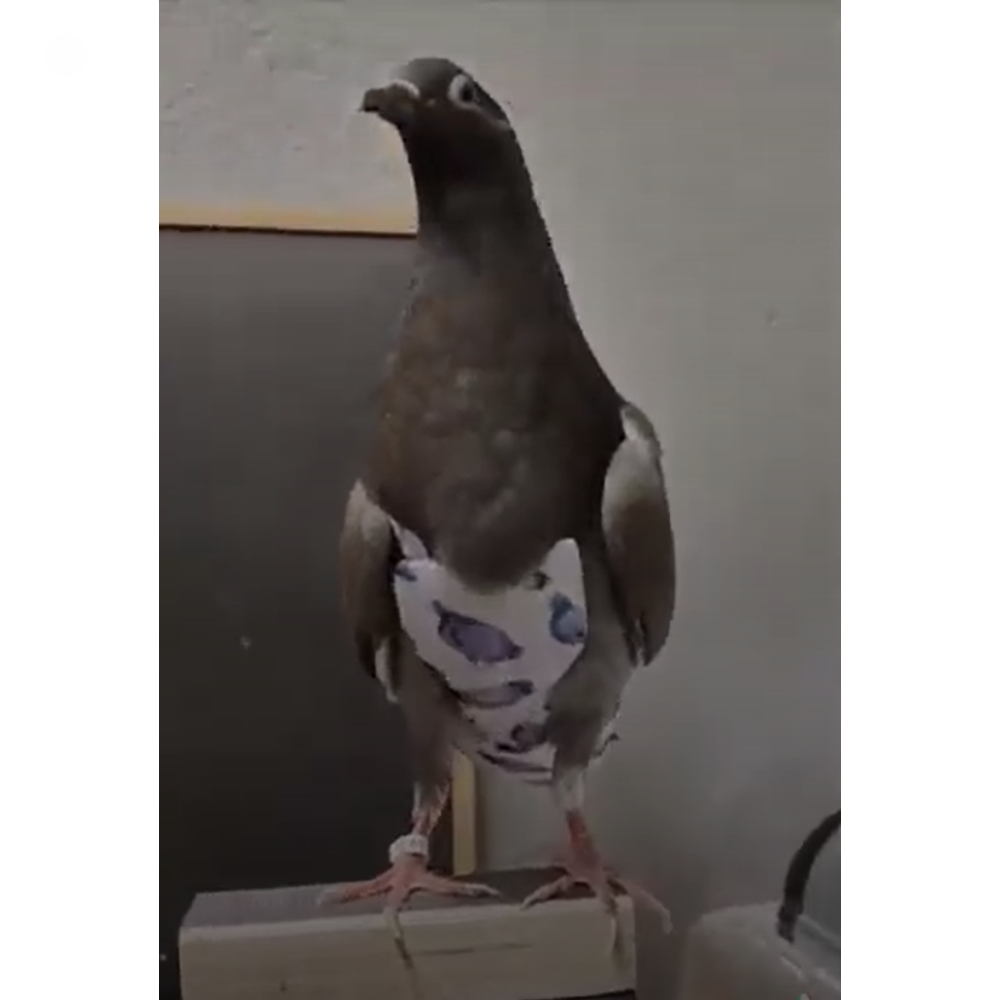 Calças higienicas para Pombos - Pombinhos - Fanzy Pants Pombo vestido com mini camisa branca com padrão azul em barra de madeira