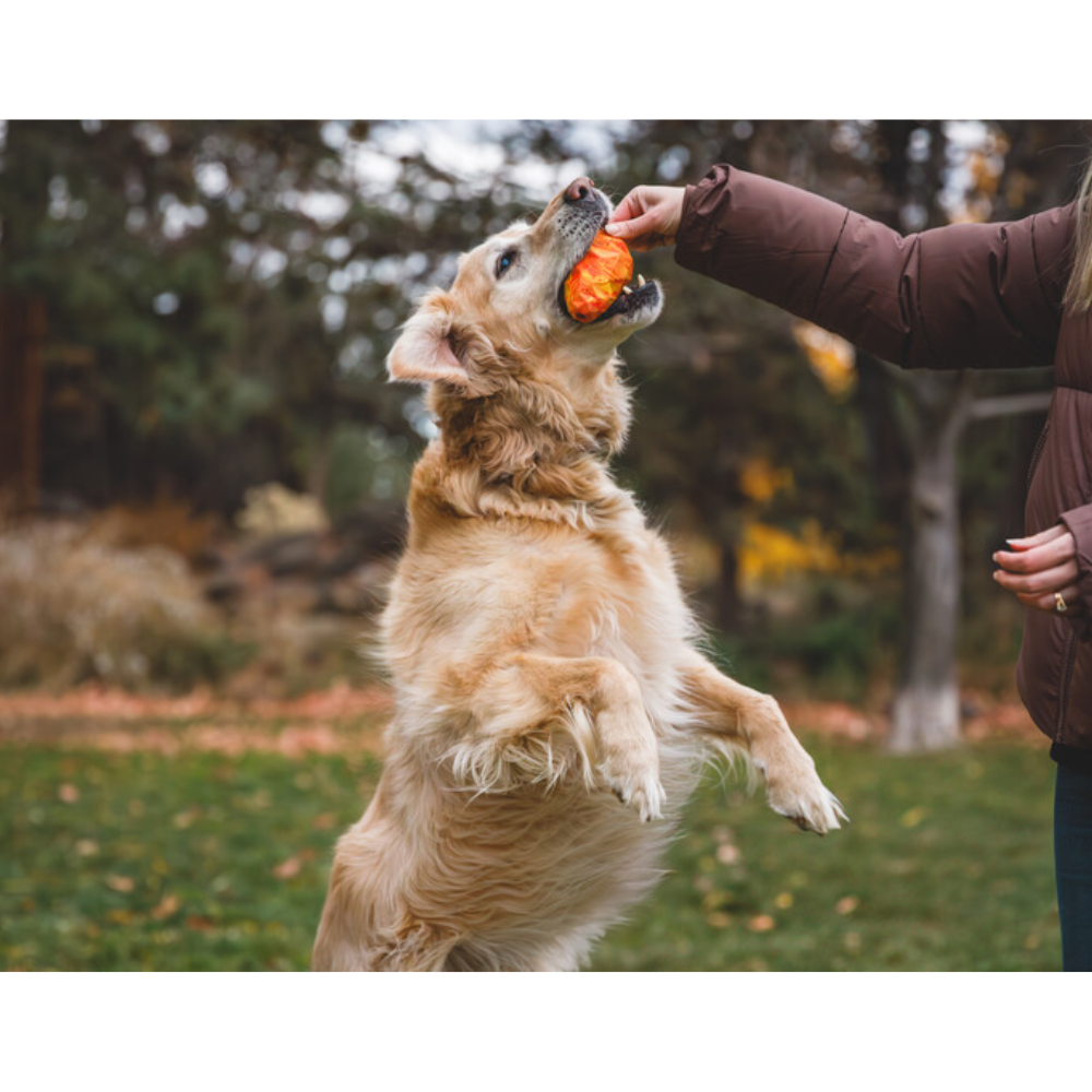 GNAWT-A-CONE™ TOY - Salamander Orange Cão Golden Retriever brincando com bola laranja ao ar livre
