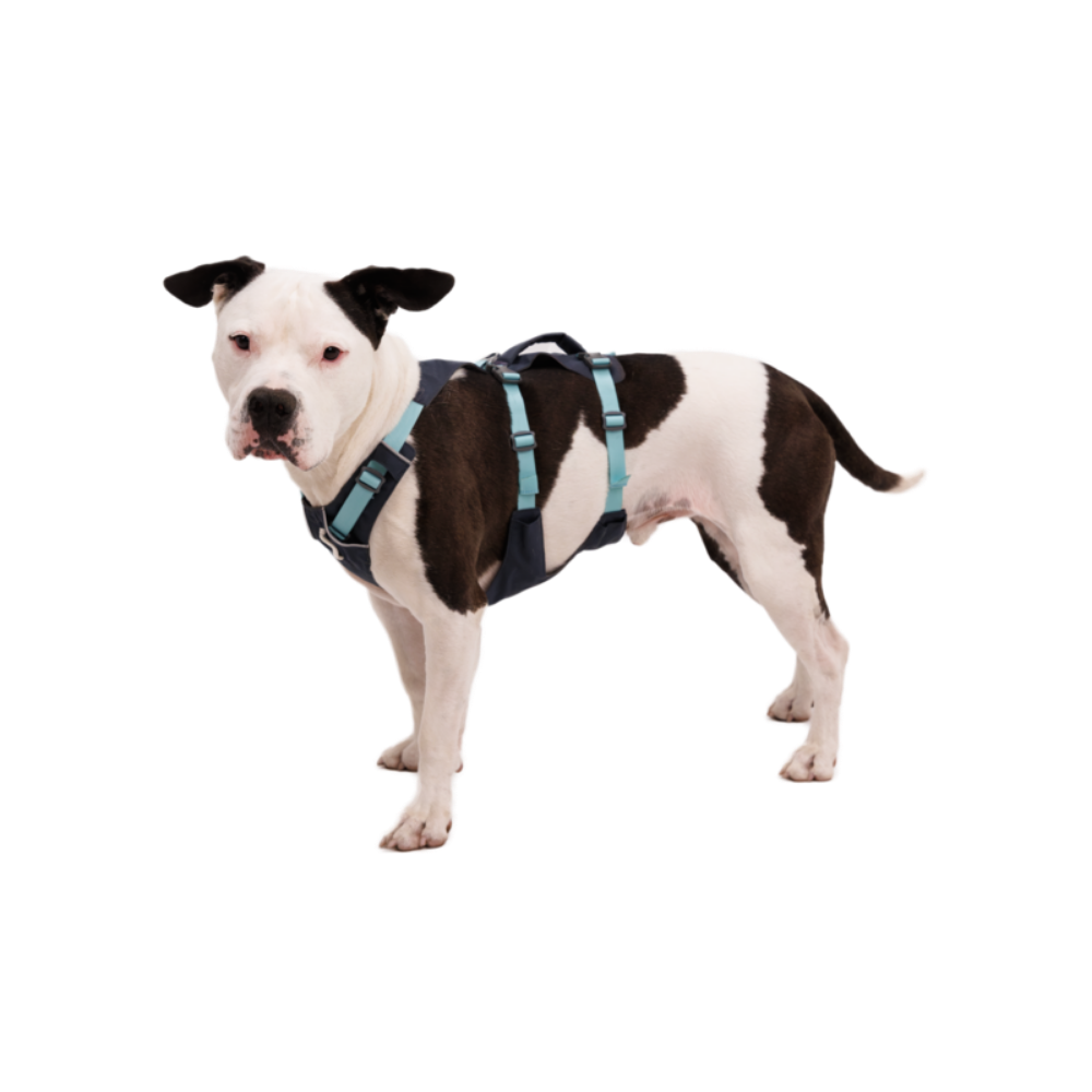 Flagline™ Dog Harness with Handle - Basalt Gray - Ruffwear Cão com arnês azul escuro e tiras azul claro.