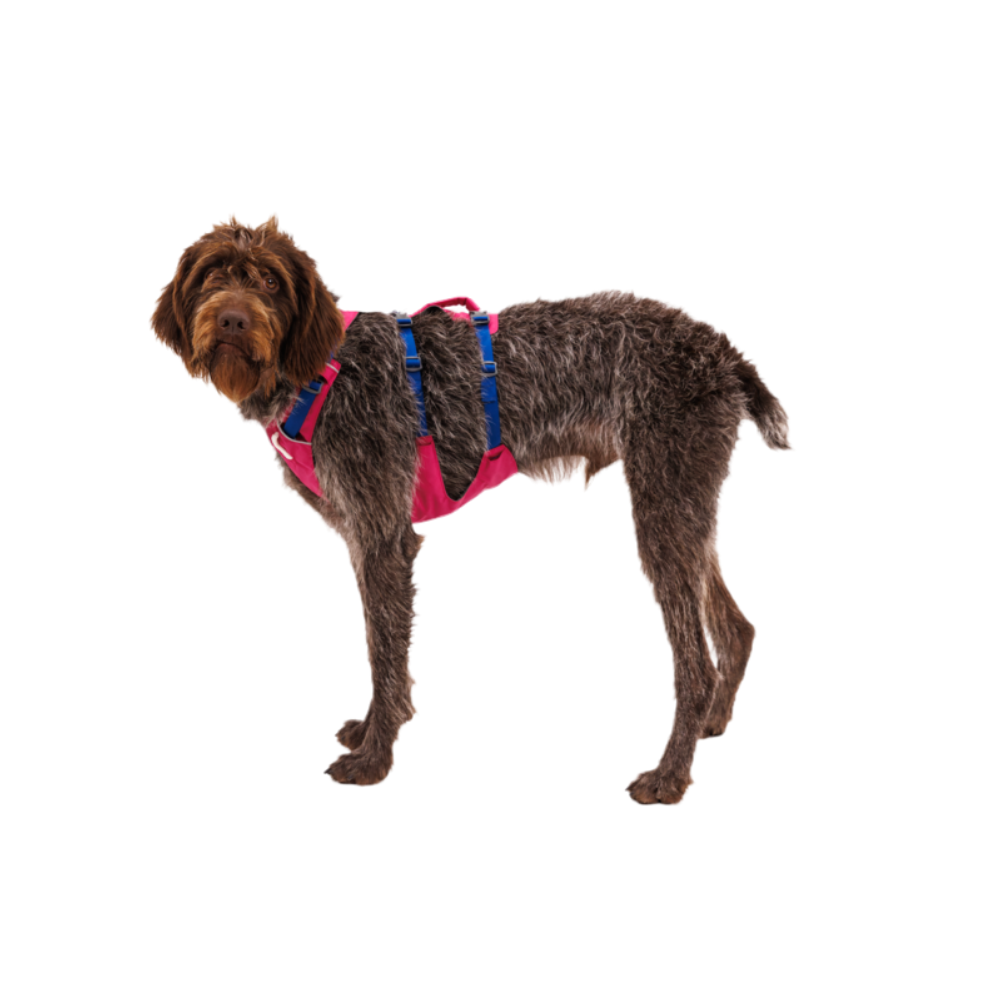 Flagline™ Dog Harness with Handle - Alpenglow Pink - Ruffwear Cão com harness cor-de-rosa e alças azuis em fundo preto