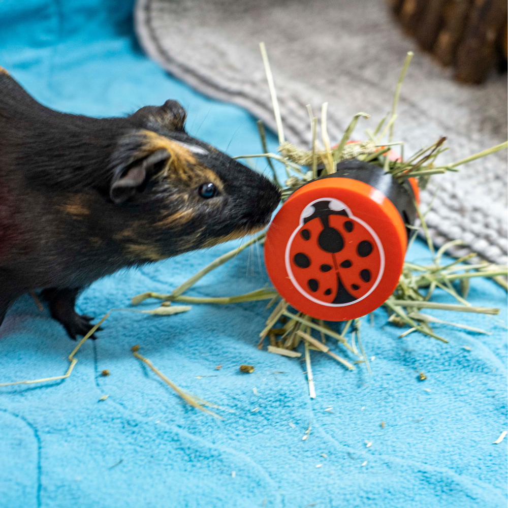 Joaninha Rolling Foraging Toy Porquinho-da-índia com brinquedo vermelho com joaninha em tecido azul claro e palha