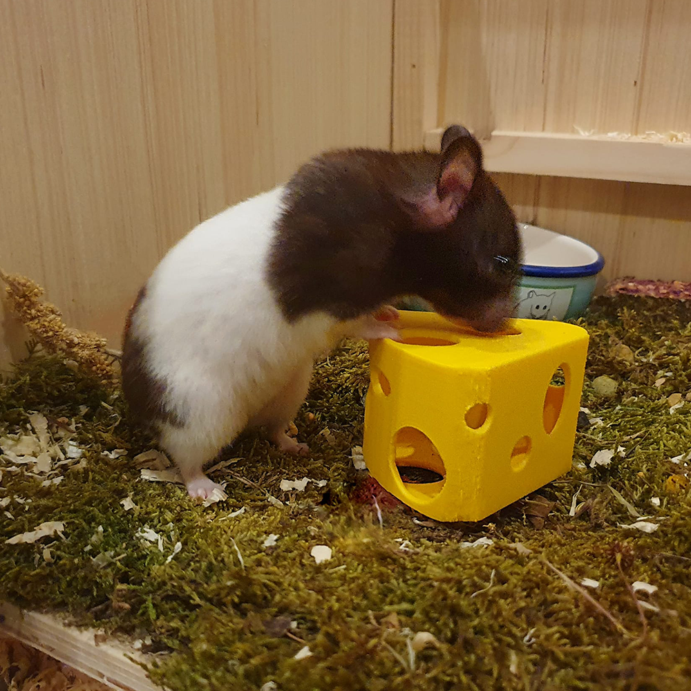 Cheesy bite Rato preto e branco a brincar com brinquedo amarelo em forma de queijo sobre musgo