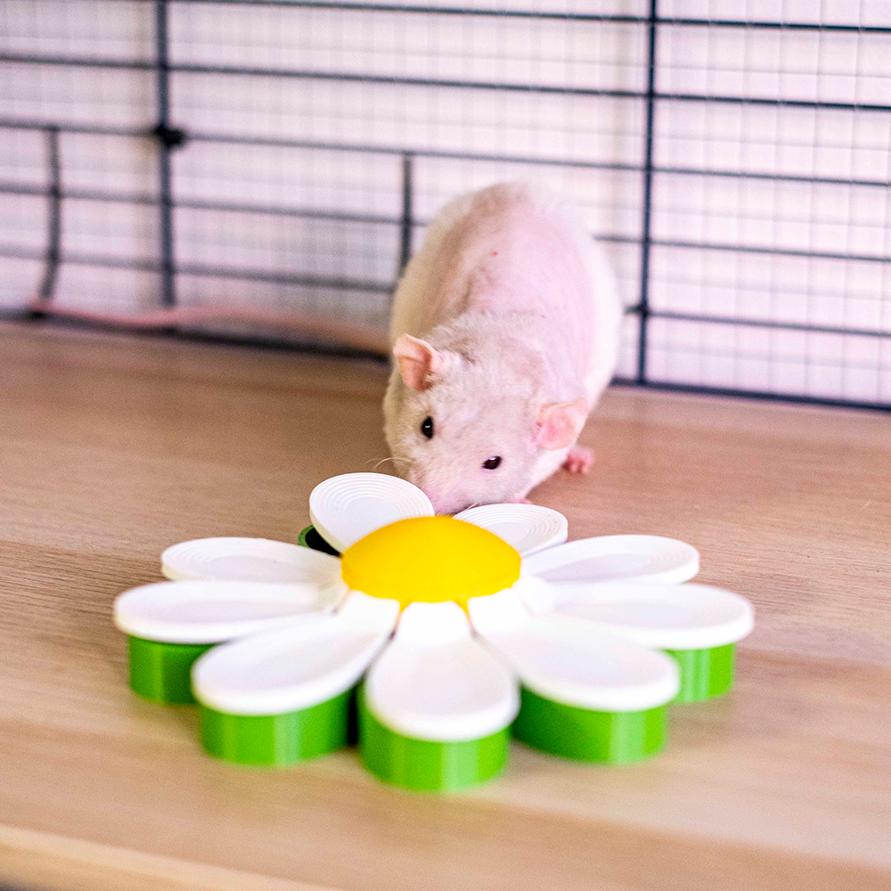 Foraging Flower Rato branco com brinquedo de flor colorida sobre superfície de madeira clara