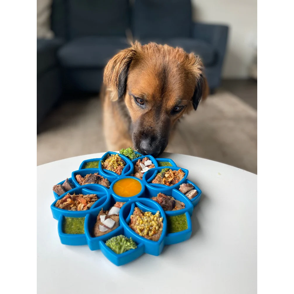 SlowFeeder Mandalda Etray -Sodapup Placa azul para comida de cão em formato de flor com alimentos variados sobre mesa branca e cão castanho ao fundo