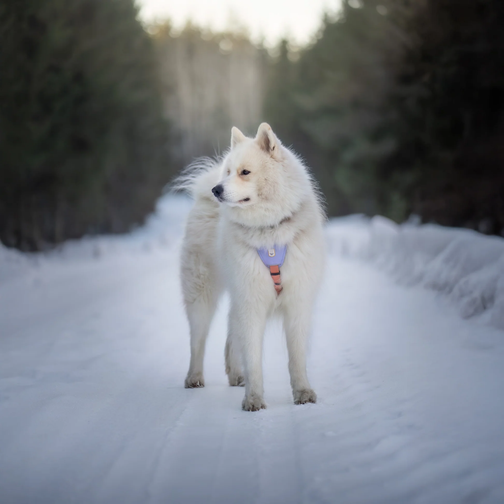 Arnês para cão Color block rosa-salmão misto - Wolly Wolf Coleira tipo arnês lilás com alça laranja para cão branco na neve