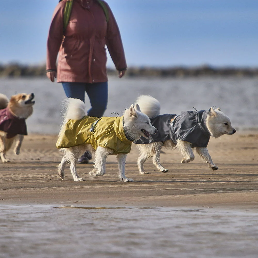 Mudventure Reflective Coat - TUMERIC - Capa da Chuva - Hurtta Cães pequenos com casacos impermeáveis amarelo e cinzento a caminhar na praia com pessoa ao fundo