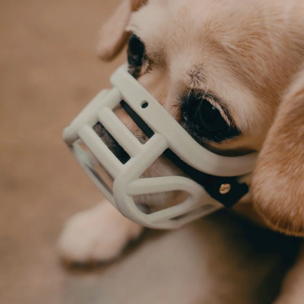 Mia - The Muzzle Movement Cão castanho claro com focinheira plástica branca e preta