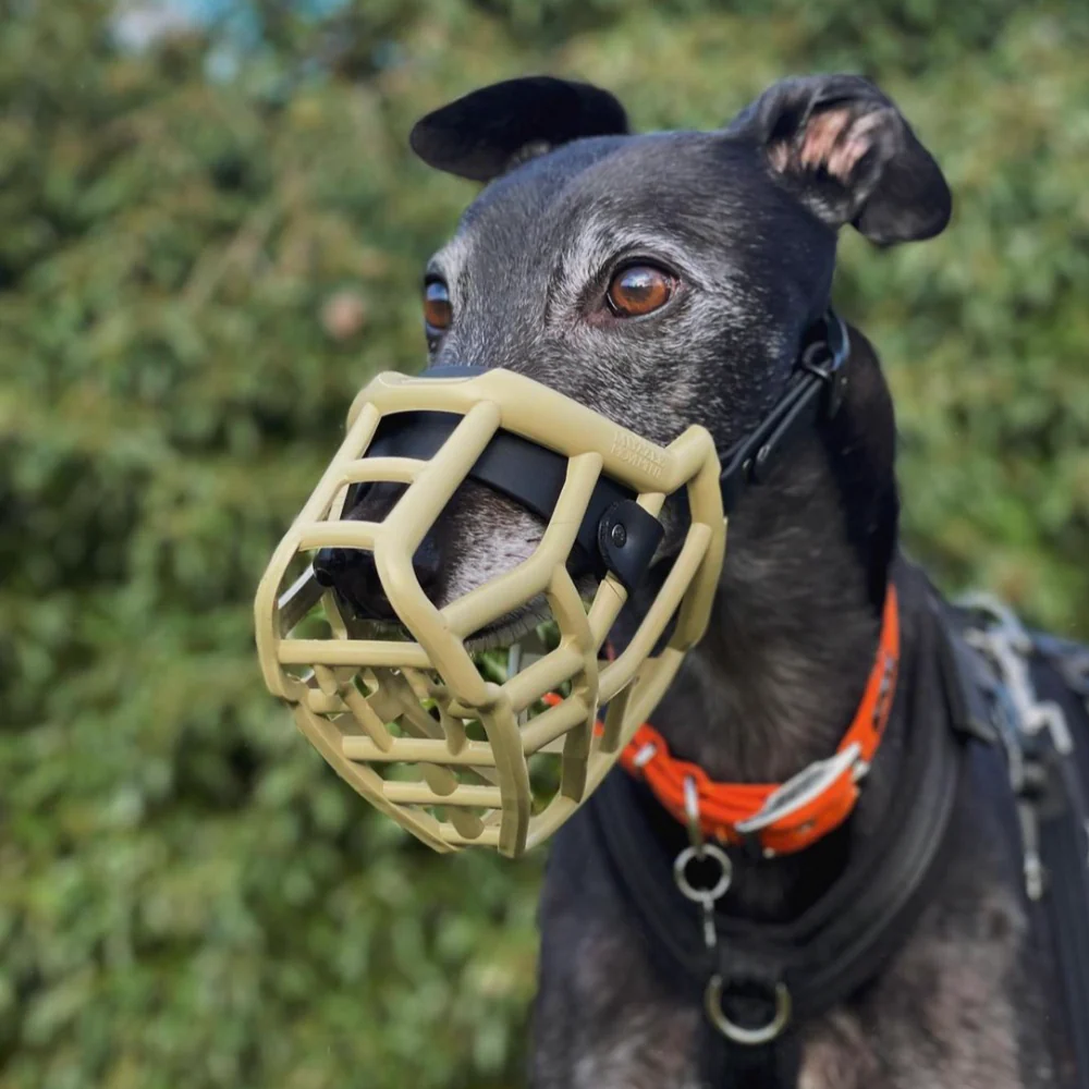 Neli - The Muzzle Movement Cão galgo preto com focinheira bege, coleira laranja e arnês preto