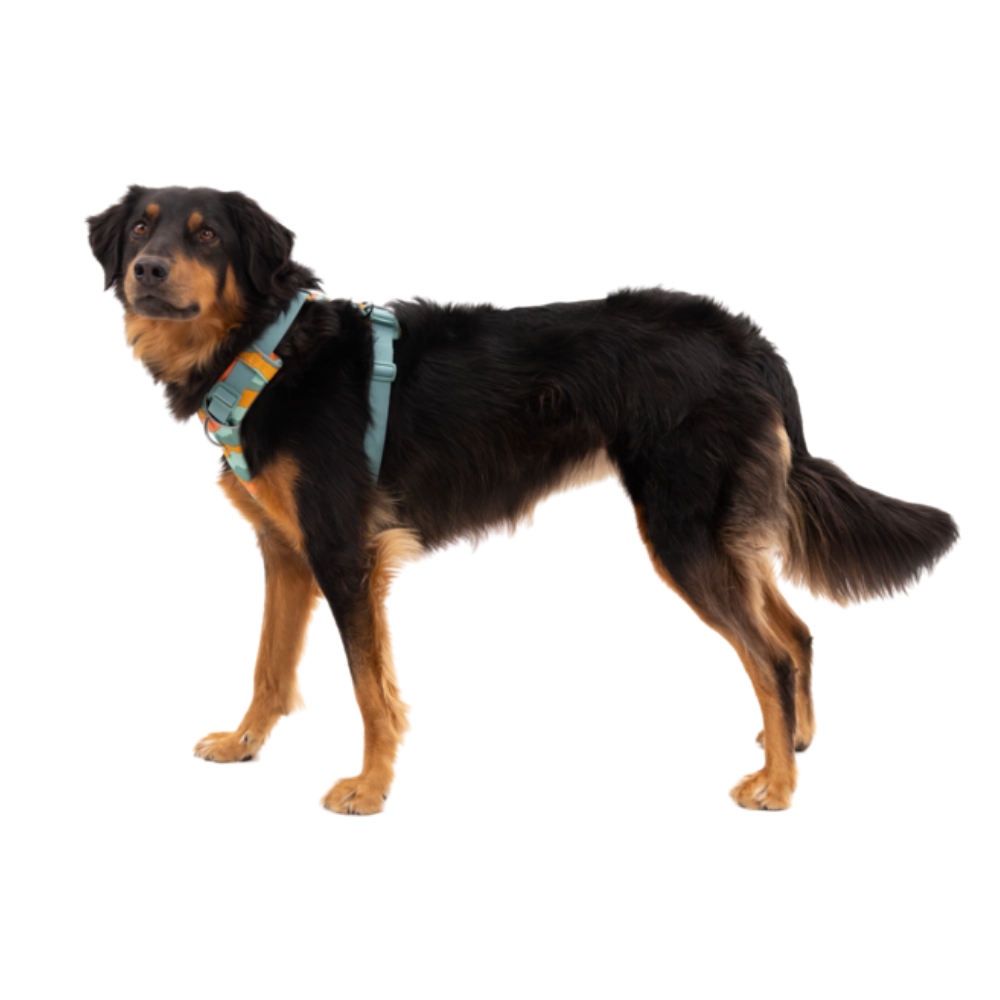 Front Range® Dog Harness - Spring Mountains - Ruffwear Cão preto e castanho com arnês azul claro e detalhes laranja.