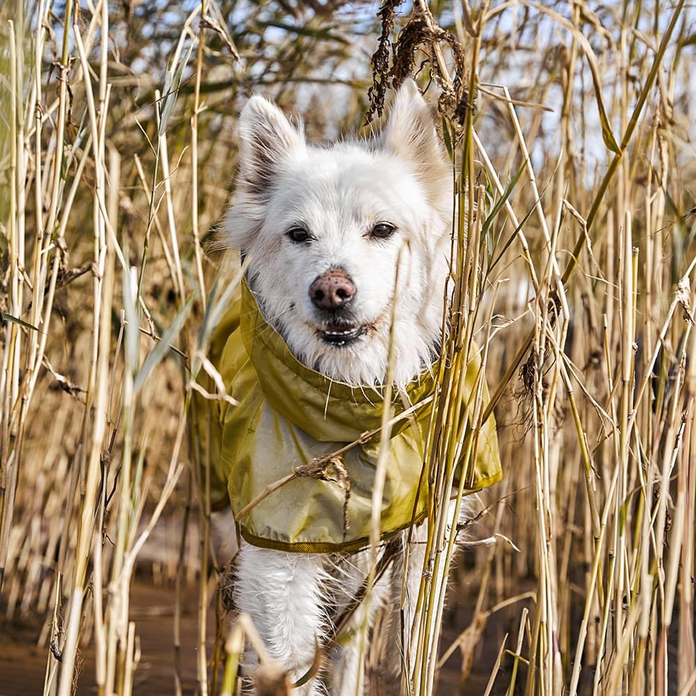 Mudventure Reflective Coat - TUMERIC - Capa da Chuva - Hurtta Cão branco com colete amarelo entre juncos secos