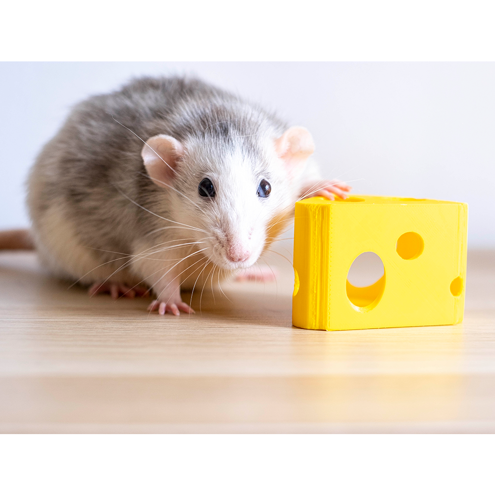Cheesy bite Rato cinza e branco ao lado de brinquedo amarelo tipo queijo