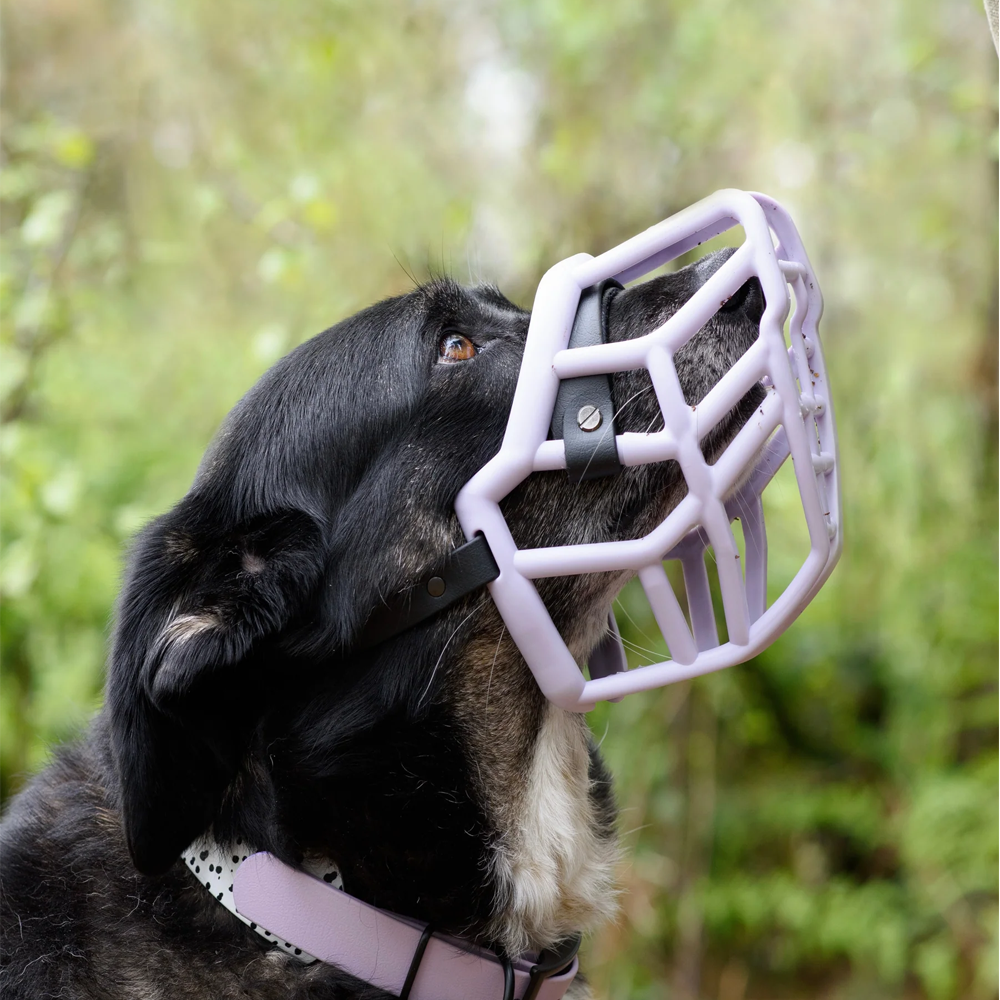 Neli - The Muzzle Movement Cão preto com focinheira lilás e trela rosa com pontos