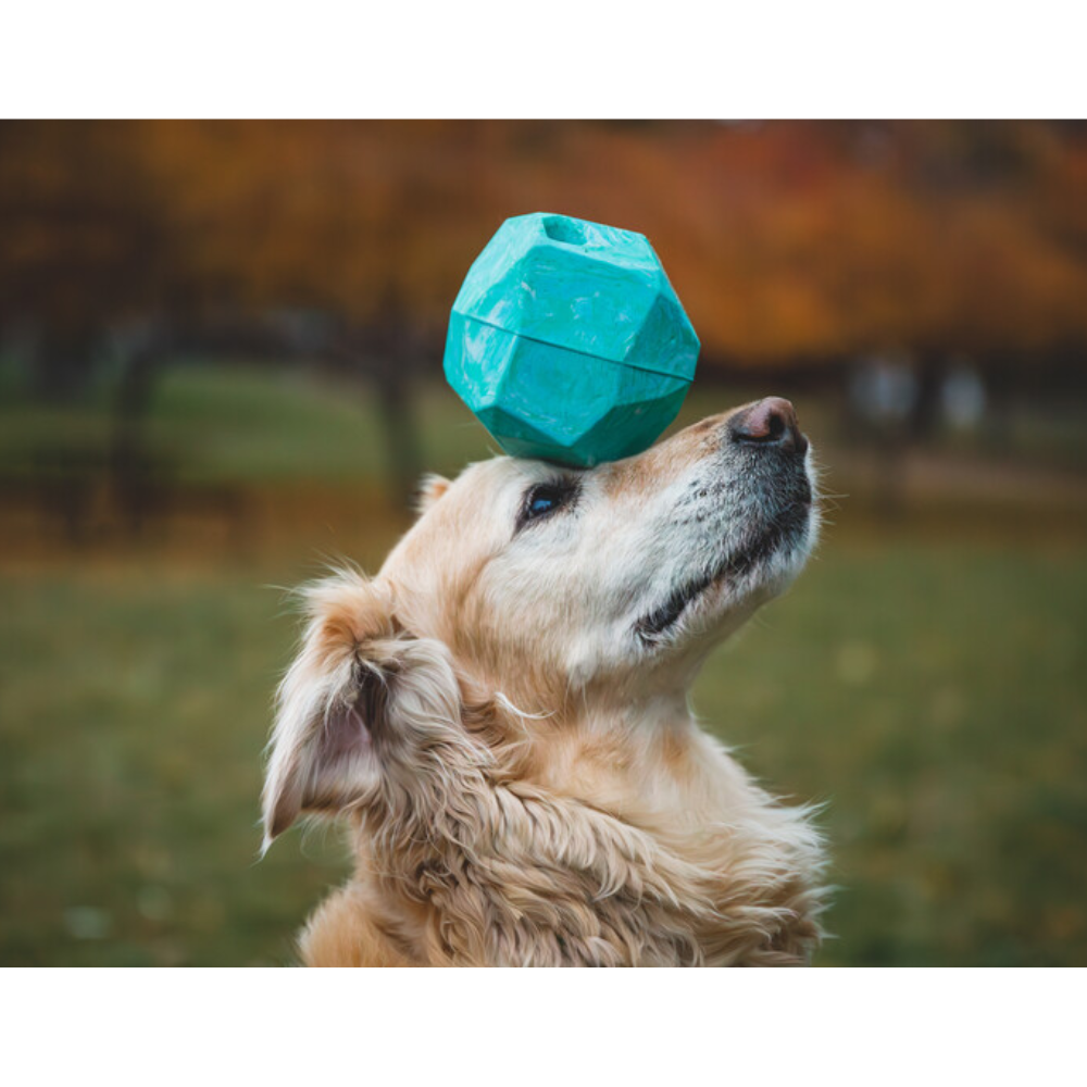 Gnawt-a-Rock™ - Glacial Blue Cão com bola azul geométrica na cabeça ao ar livre em campo