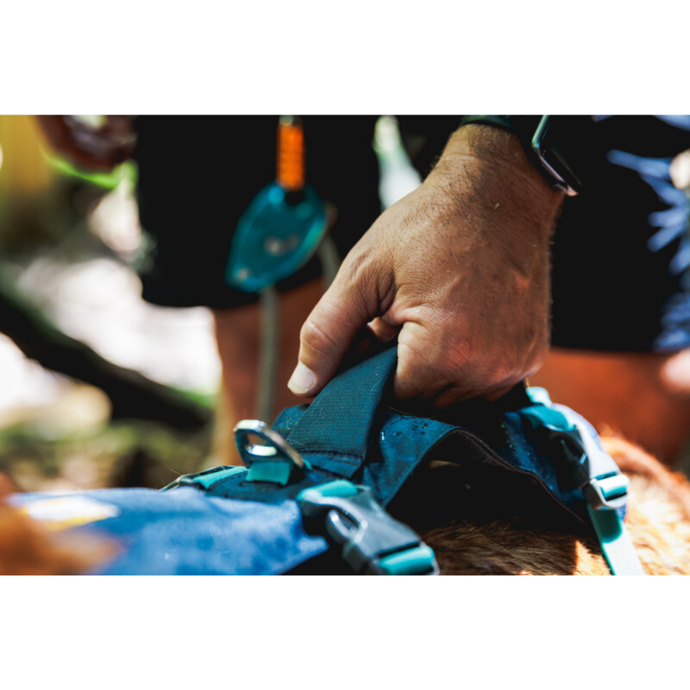 Flagline™ Dog Harness with Handle - Basalt Gray - Ruffwear Peitoral azul com fivelas e argola metálica em cão com pelagem castanha ao ar livre