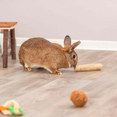 Coelho castanho num chão de madeira com brinquedos para animais