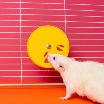 Rato branco junto a uma roda amarela numa gaiola com arames brancos e fundo rosa.