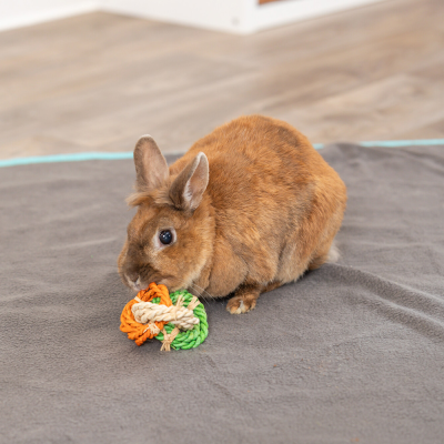 Coelho castanho com brinquedo de corda colorido numa manta cinzenta