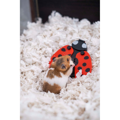 Hamster castanho e branco junto a brinquedo de joaninha em serradura