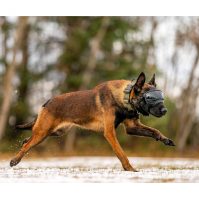 Cão pastor belga malinois castanho a correr na neve com muzzle preto e coleira bege