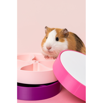 Porquinho-da-índia com três recipientes redondos coloridos em fundo rosa