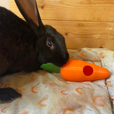Coelho preto junto a brinquedo cenoura laranja sobre manta com padrão de arcos-íris