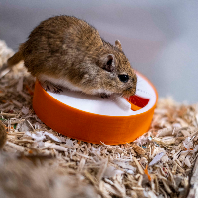 Gerbil castanho a beber água de bebedouro redondo laranja e branco sobre aparas de madeira