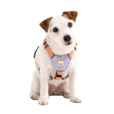 Cão pequeno branco com arnês cor-de-rosa e cinzento