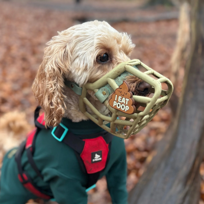 Cão com focinheira bege e casaco verde numa floresta