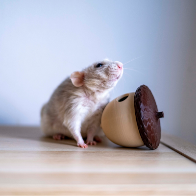 Rato ao lado de recipiente em forma de noz gigante sobre mesa de madeira clara