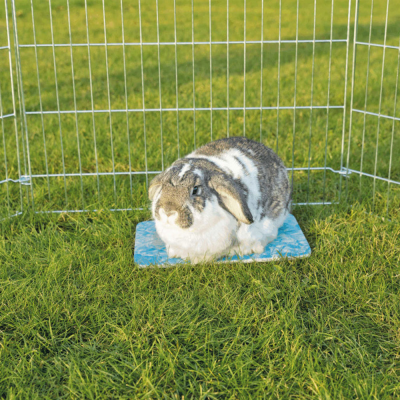 Coelho cinzento e branco sentado numa almofada azul dentro de um cercado metálico sobre relva