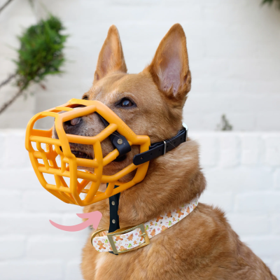 Cão com focinheira amarela e coleira floral sentado junto a parede branca
