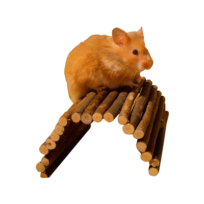 Hamster laranja sobre ponte de paus de madeira