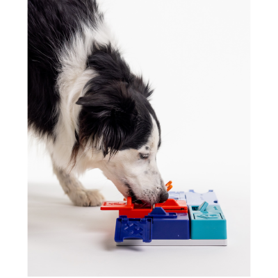 Cão preto e branco a brincar com brinquedo colorido em fundo branco