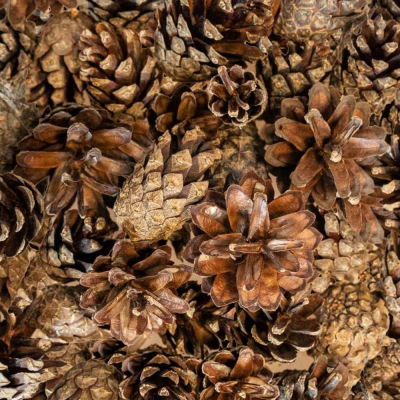 Várias pinhas castanhas secas com texturas naturais