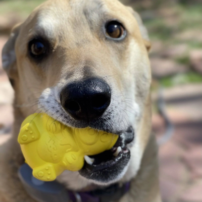 Cão segurando brinquedo amarelo de borracha em forma de rato