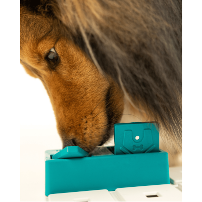 Cão castanho perto de brinquedo dispensador de comida azul-turquesa