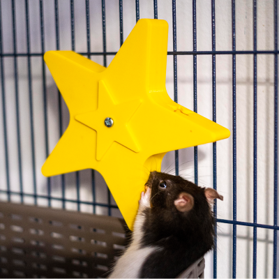 Rato preto e branco na gaiola com estrela amarela de plástico