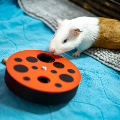 Porquinho-da-índia junto a brinquedo redondo de madeira preta com topo laranja