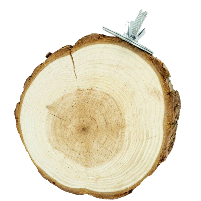 Fatia redonda de madeira com mola metálica presa